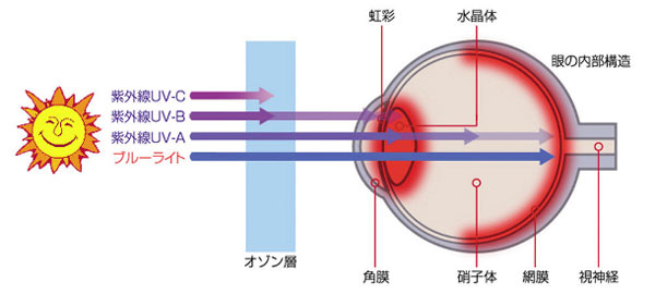 （写真3）ブルーライト（青い光）は、網膜まで到達してしまうので、網膜の機能低下を引き起こすと言われている。