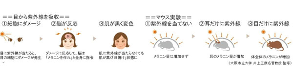 目から紫外線を吸収すると、脳がメラニンを作る指令を出して、肌が黒く「日焼け」状態に。 image by インターメスティック