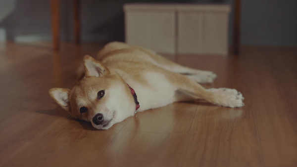 やきもちを焼いている犬の表情に注目。