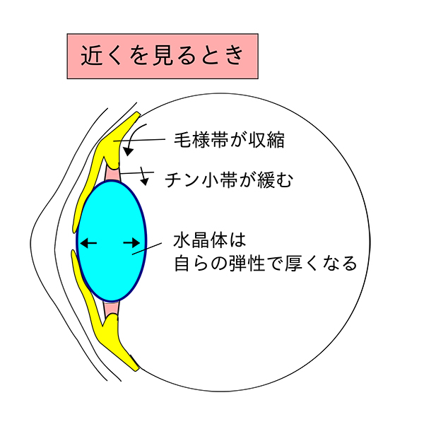 近くをみるときの眼球の働き